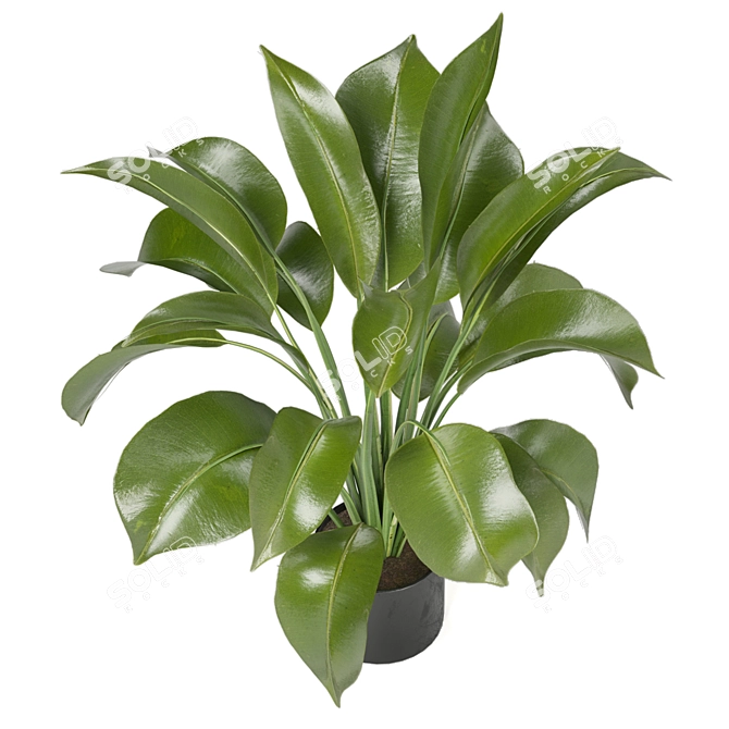 Ferm Living Bau Pot Large - Set 136: Indoor Plants 3D model image 5