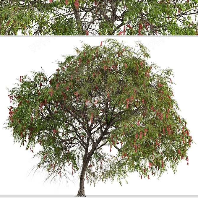 Lemon Bottlebrush Tree Set: Citrus-Scented Beauty 3D model image 6