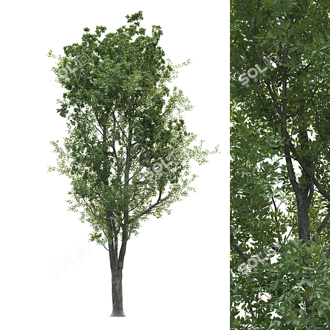 Lush Evergreen Tree for Stunning Landscapes 3D model image 2