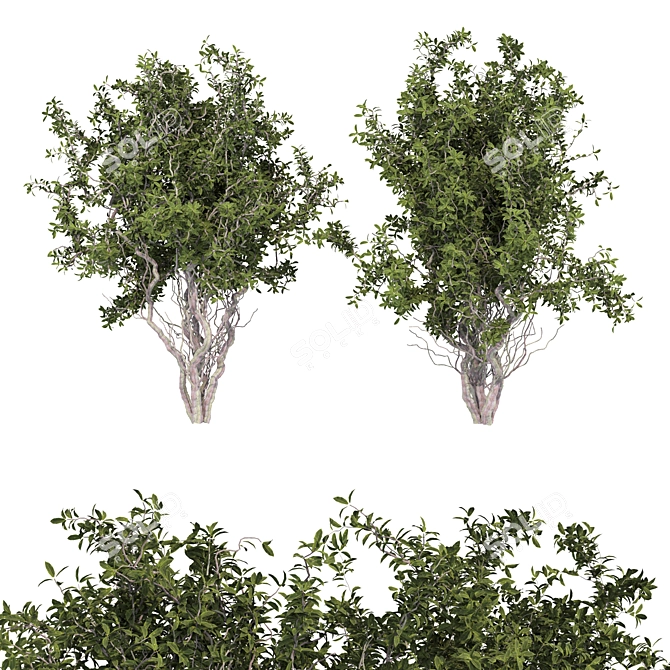 Dual Tree Set: 692K Poly 3D model image 1