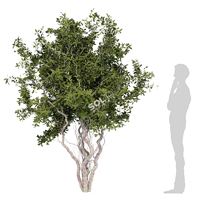 Dual Tree Set: 692K Poly 3D model image 2