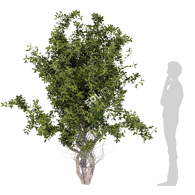 Dual Tree Set: 692K Poly 3D model image 3