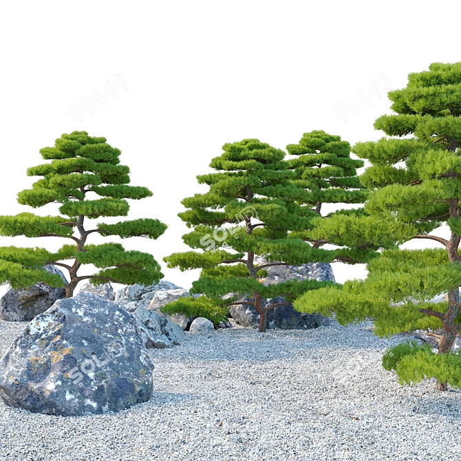 Japanese Black Pine Tree Duo: 4m Height 3D model image 2
