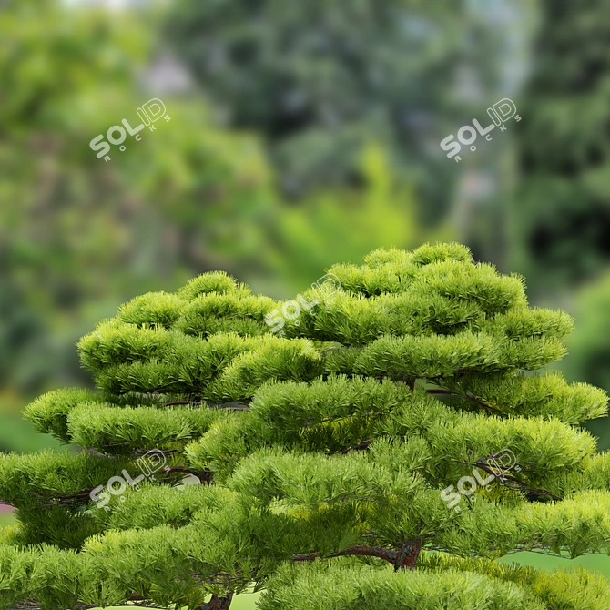 Japanese Black Pine Tree Duo: 4m Height 3D model image 3