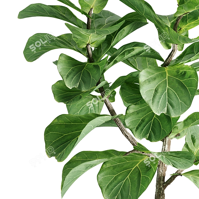 Botanical Bliss: Indoor Plant Set 3D model image 4