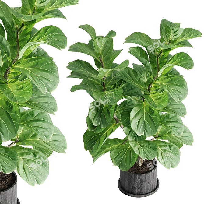 Botanical Bliss: Indoor Plant Set 3D model image 5