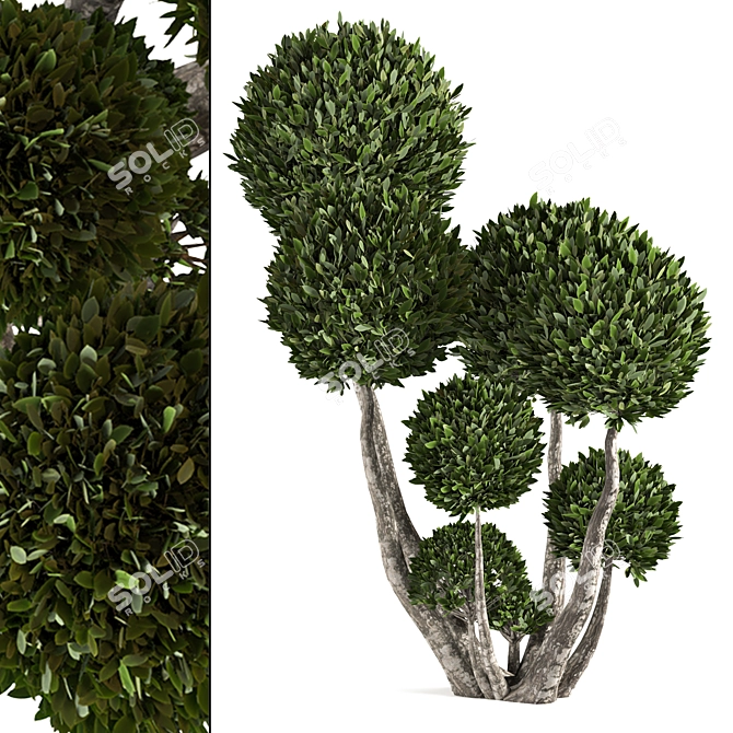 Variety of Trees - Volume 02 3D model image 3