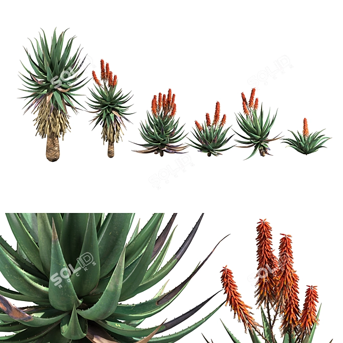 Aloe Ferox: Natural Cape Aloe Extract 3D model image 1