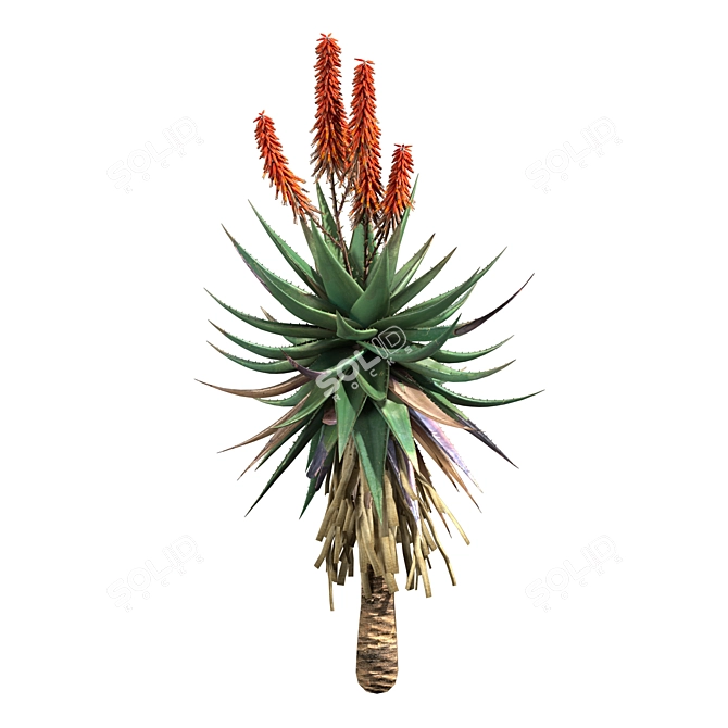 Aloe Ferox: Natural Cape Aloe Extract 3D model image 3