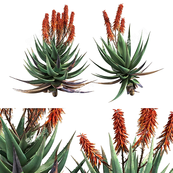 Aloe Ferox: Natural Cape Aloe Extract 3D model image 4