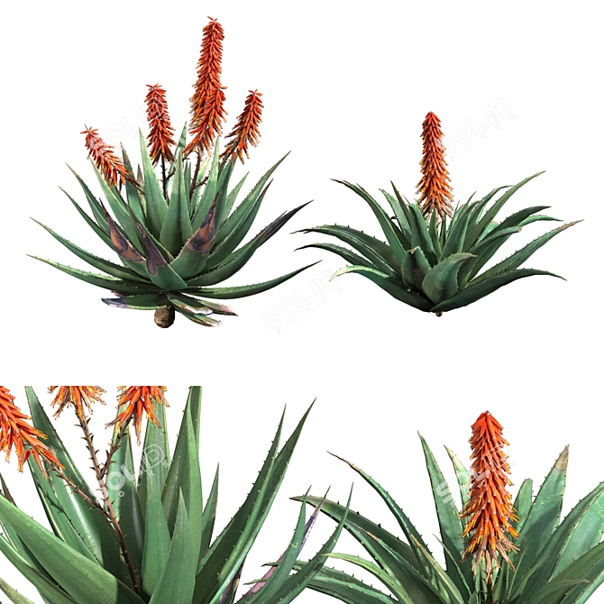 Aloe Ferox: Natural Cape Aloe Extract 3D model image 5