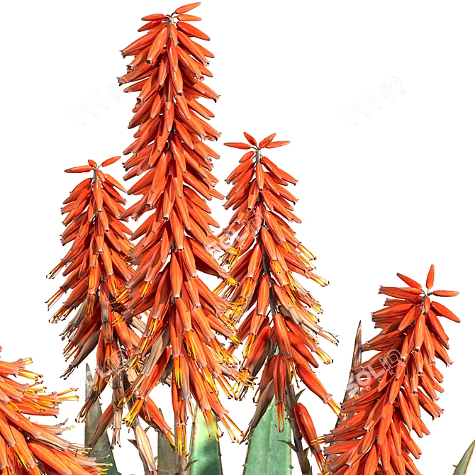 Aloe Ferox: Natural Cape Aloe Extract 3D model image 6