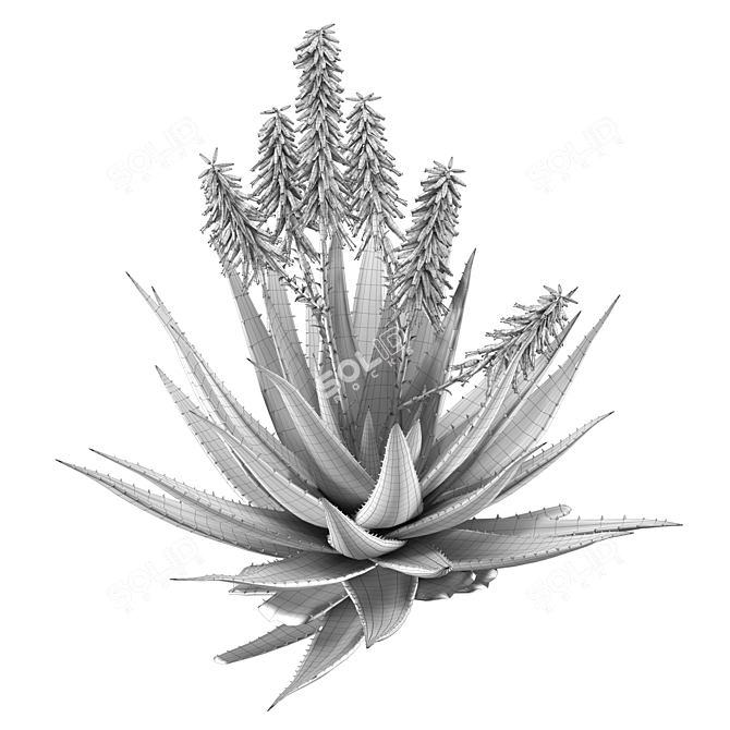 Aloe Ferox: Natural Cape Aloe Extract 3D model image 7