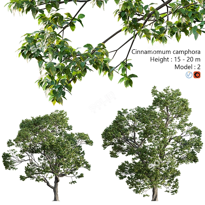 Camphor Tree 3D Models 3D model image 1