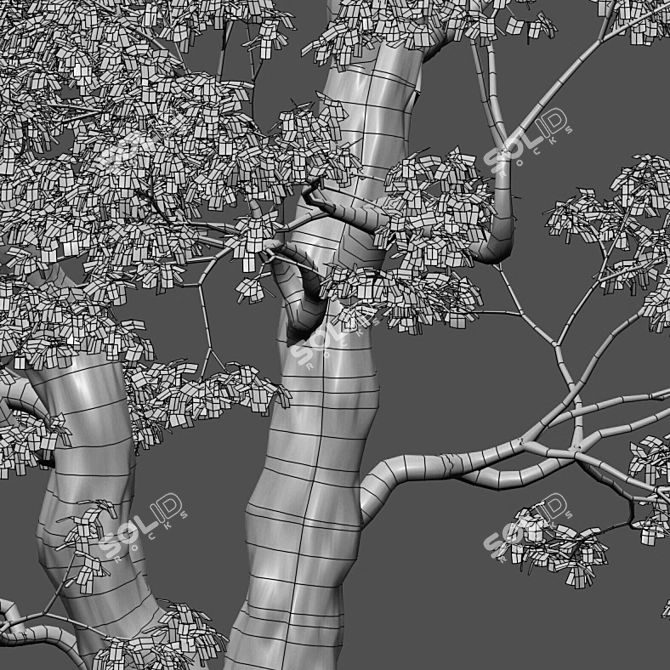 Camphor Tree 3D Models 3D model image 3