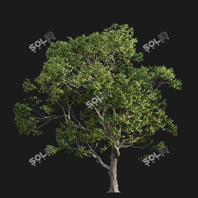 Camphor Tree 3D Models 3D model image 4