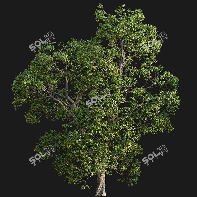 Camphor Tree 3D Models 3D model image 5