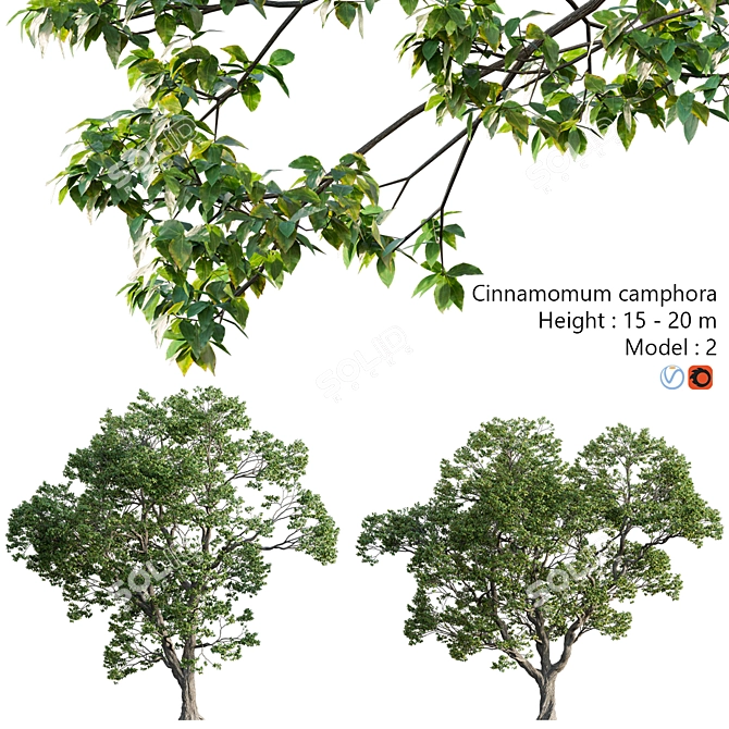 Archive 3D Models - Cinnamomum Camphora 3D model image 1