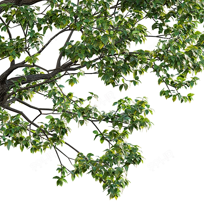 Archive 3D Models - Cinnamomum Camphora 3D model image 2