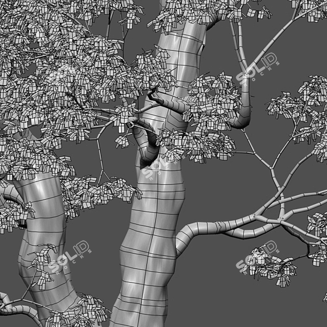 Archive 3D Models - Cinnamomum Camphora 3D model image 3