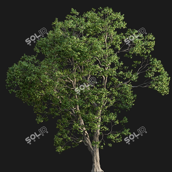 Archive 3D Models - Cinnamomum Camphora 3D model image 4