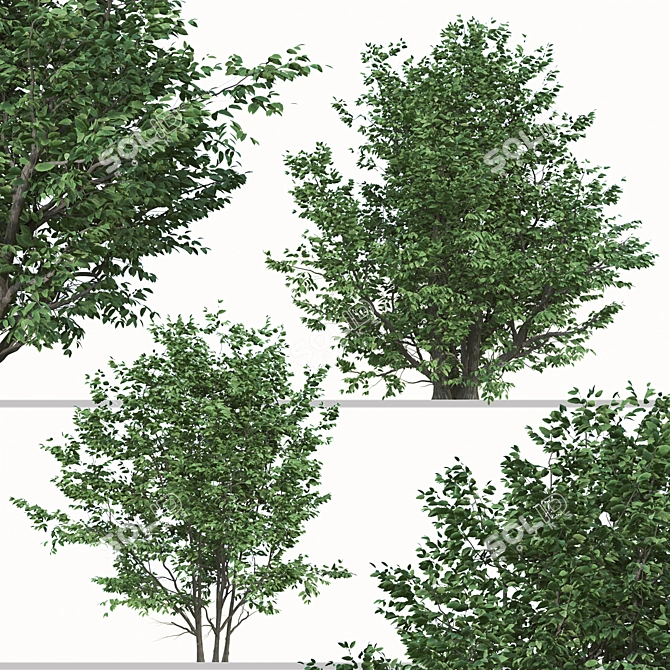 Exquisite Pair: Parrotia Persica (2 Trees) 3D model image 2