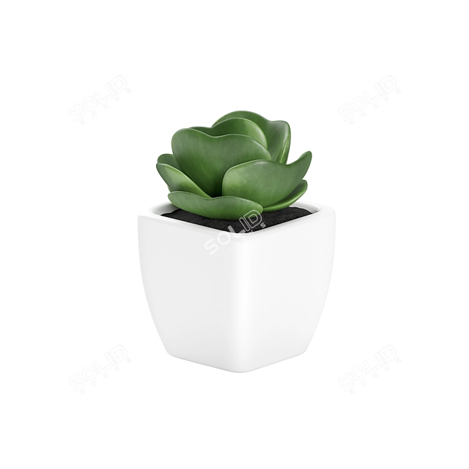 Small White Pot Plant: 2015 Version 3D model image 3