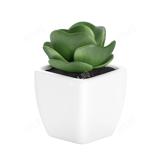 Small White Pot Plant: 2015 Version 3D model image 5