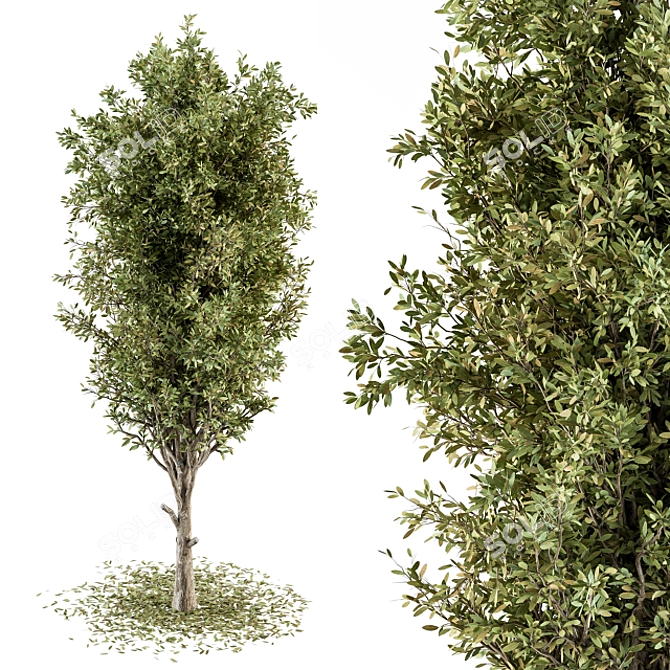 Tree Green Broadleaf Set 60 3D model image 2