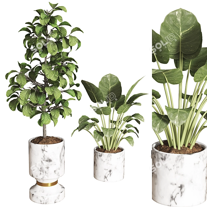 Premium Plant Collection 08 3D model image 3