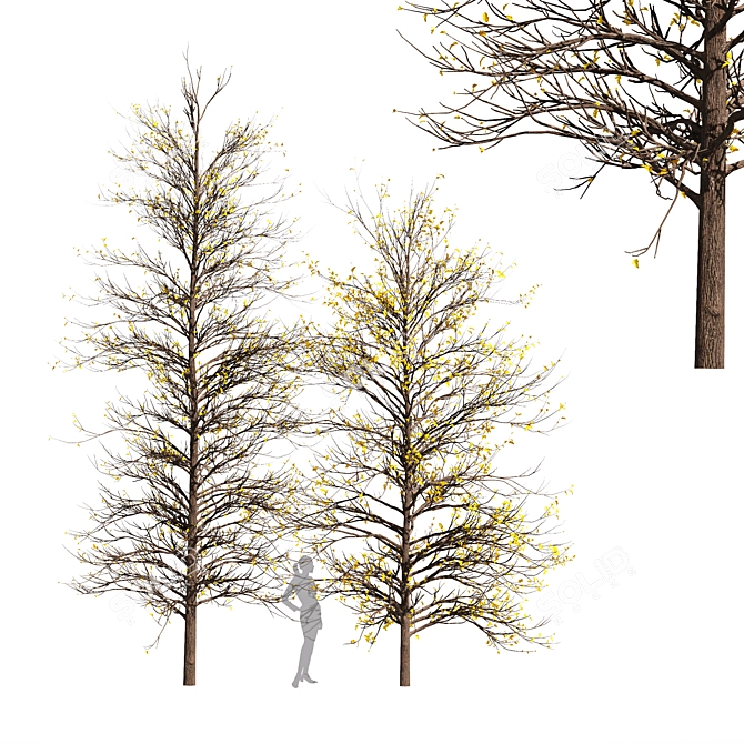 Winter Wonderland Tree - Realistic Acer Buergerianum Beauty 3D model image 1