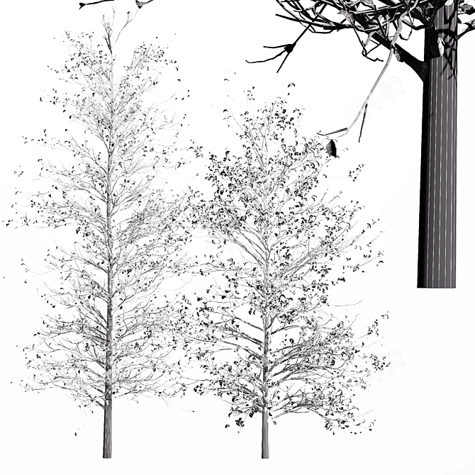 Winter Wonderland Tree - Realistic Acer Buergerianum Beauty 3D model image 4