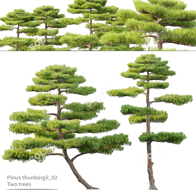 Black Pine Duo: 3m Height 3D model image 1
