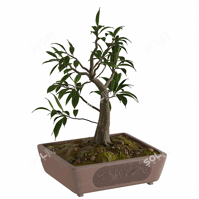 Pristine Bonsai Set: 4 Tree Types 3D model image 6