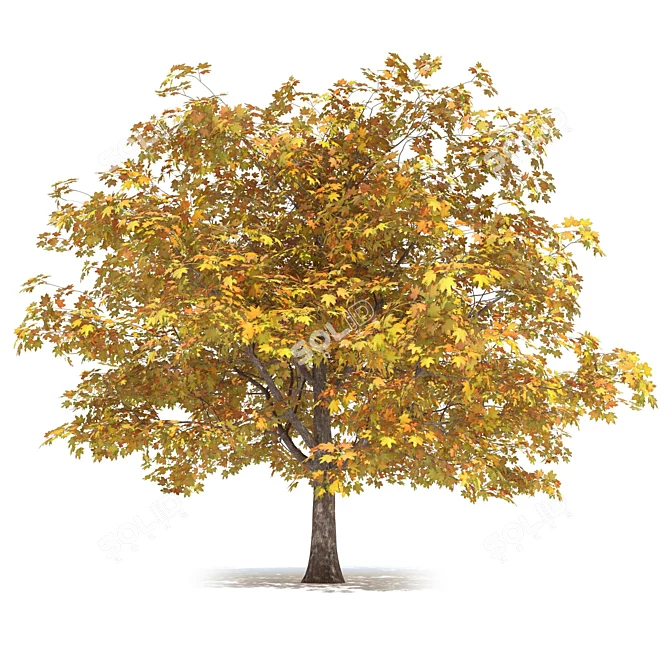 Golden Autumn Maple 3D model image 1