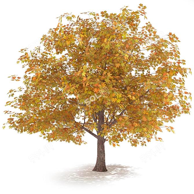 Golden Autumn Maple 3D model image 2