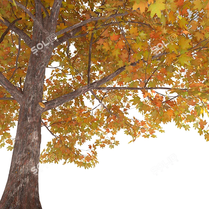 Golden Autumn Maple 3D model image 4