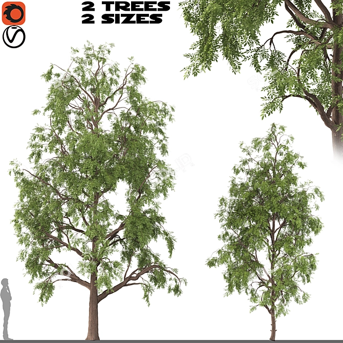 Cyclocarya Paliurus: Beautiful Chinese Deciduous Trees 3D model image 1