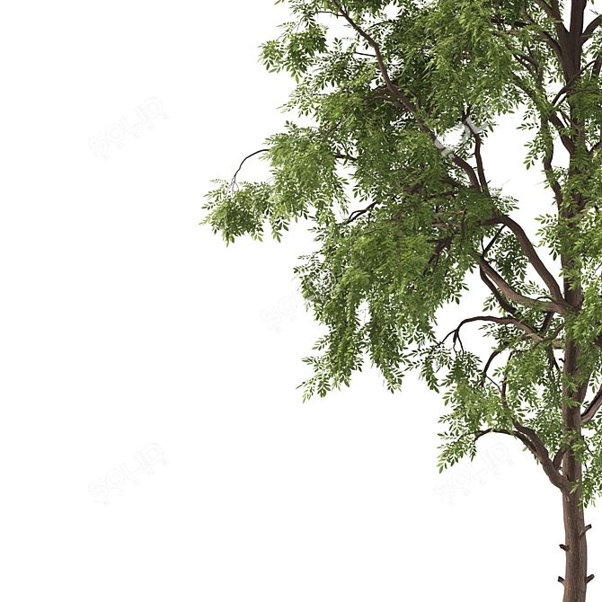 Cyclocarya Paliurus: Beautiful Chinese Deciduous Trees 3D model image 2
