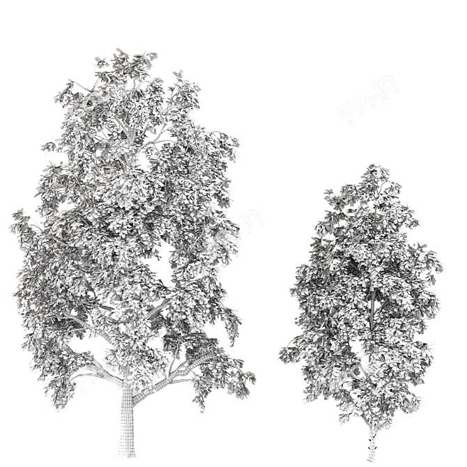 Cyclocarya Paliurus: Beautiful Chinese Deciduous Trees 3D model image 3