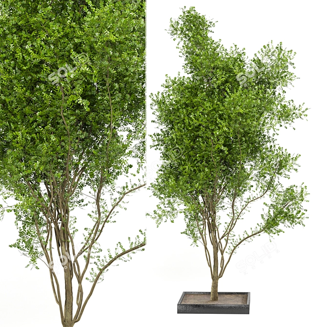 Bountiful Outdoor Plant Collection 3D model image 1