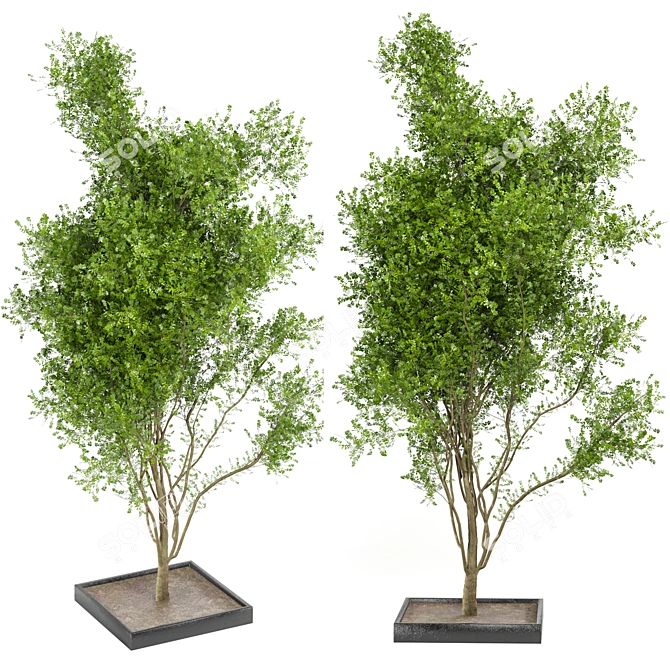 Bountiful Outdoor Plant Collection 3D model image 4