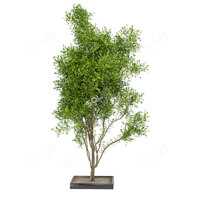 Bountiful Outdoor Plant Collection 3D model image 5