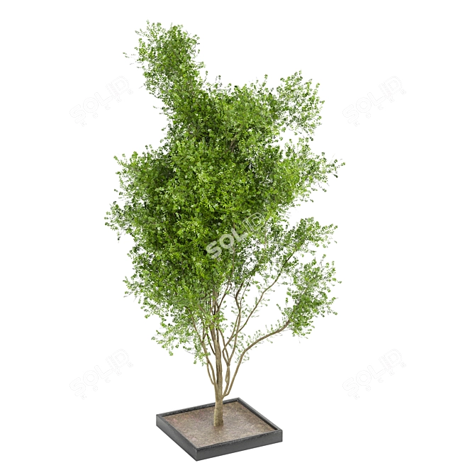 Bountiful Outdoor Plant Collection 3D model image 6