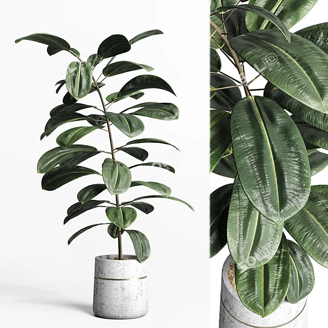 Ficus Rubbery Concrete Pot - 3Dmax Vray & Corona 3D model image 1