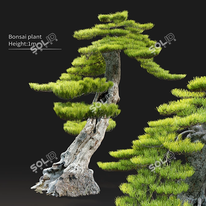 Exquisite Bonsai Tree: 1.2m Tall 3D model image 1