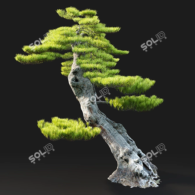 Exquisite Bonsai Tree: 1.2m Tall 3D model image 3