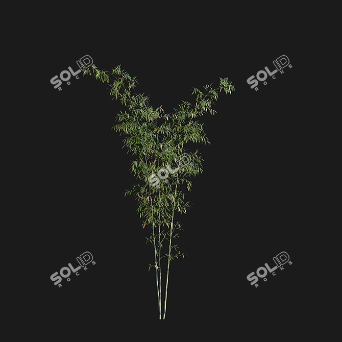 Bamboo 3D Models - Variety of Formats and Textures 3D model image 3