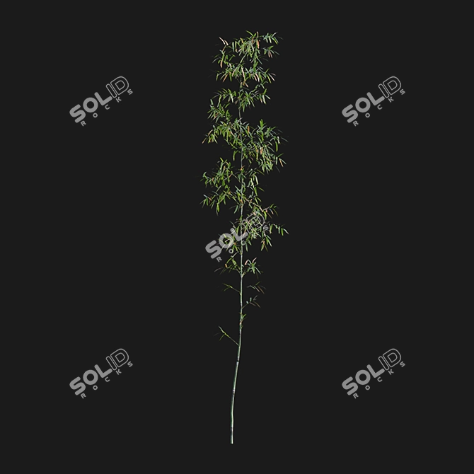 Bamboo 3D Models - Variety of Formats and Textures 3D model image 4