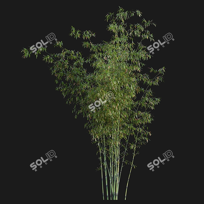 Bamboo Archive - 3D Models & Textures 3D model image 3